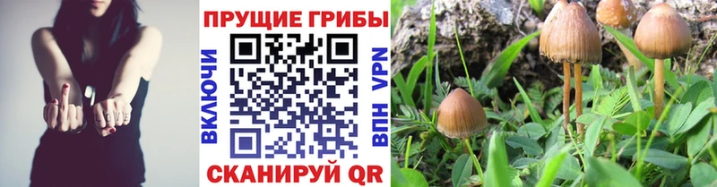 Галлюциногенные грибы Cubensis  где купить наркоту  Трубчевск 